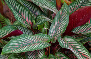 Calathea Ornata 'Sanderiana'