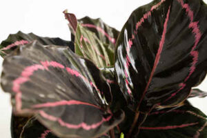 Calathea Roseopicta 'Dottie'