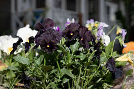 Pansy Black Beauty