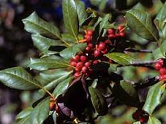 American Holly Tree (Ilex opaca)