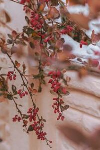 Barberry (Berberis)