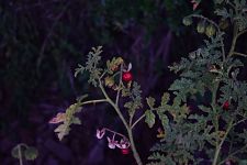 Bittersweet Nightshade (Solanum dulcamara)