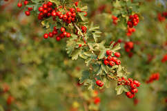 Hawthorn Trees (Crataegus)