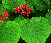 Hobble Bush (Vidurnum lantanoides)