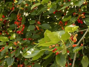 Mulberry Trees (Morus)