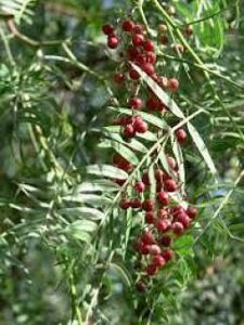 Peruvian Pepper (Schinus molle)