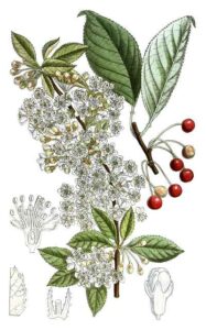 Pin Cherries