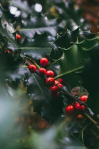 Red Berry Mistletoe (Viscum cruciatum)