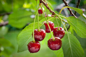 red Cherry Trees