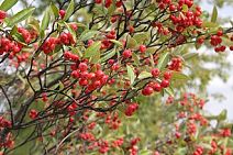 Red Chokeberry Bush (Aronia)