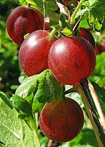Red Gooseberry Bush (Ribes uva-crispa)