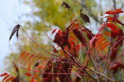 Sumac Trees and Shrubs (Rhus)