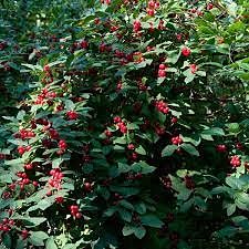 Tatarian Honeysuckle Bush (Lonicera tatarica)