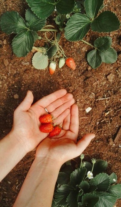 Best soil for strawberries 2024 : How to grow strawberries in a garden ...