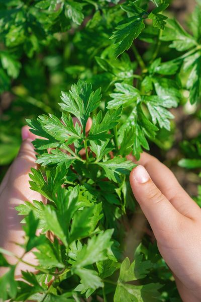 cilantro companion plants