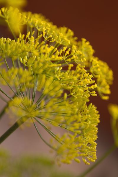 dill companion plants