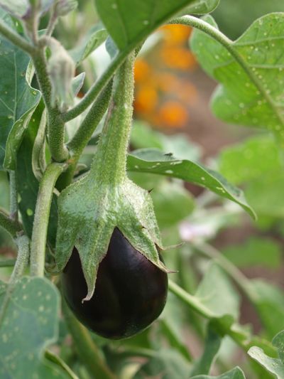 eggplant companion plants