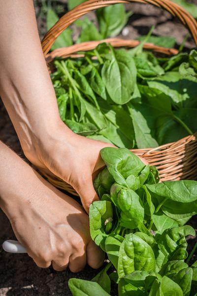 spinach companion plants
