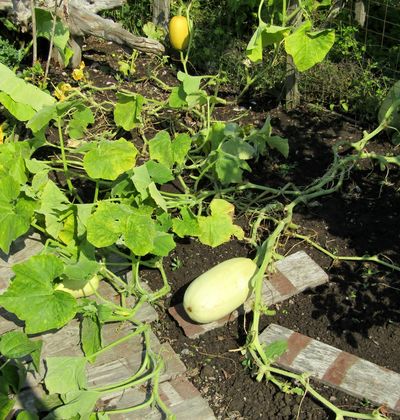 squash companion plants