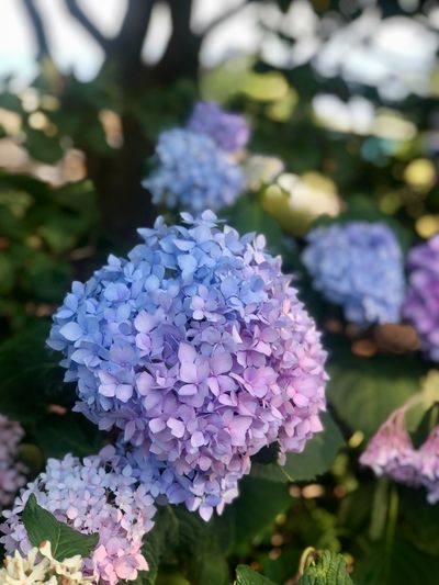 what to plant with hydrangeas