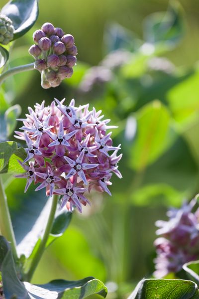 what to plant with milkweed