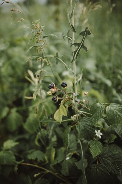 blackberry companion plants