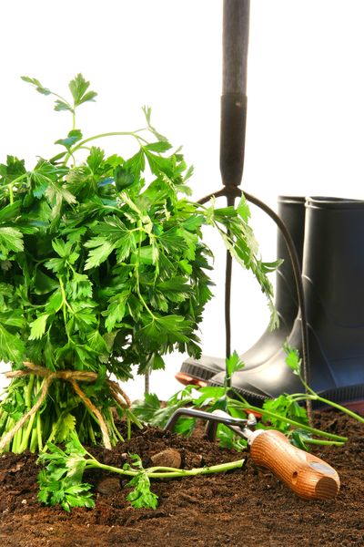 companion plants for parsley