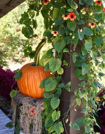pumpkin companion plants