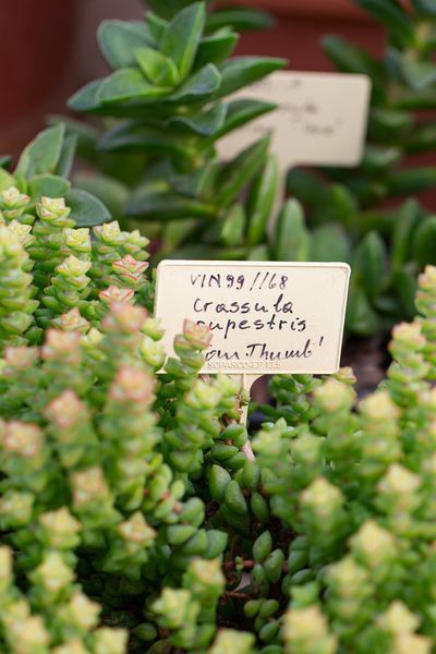 How To Care & Grow Crassula Rupestris or Baby Necklace Vine