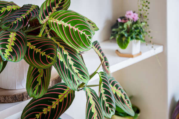 Prayer Plant