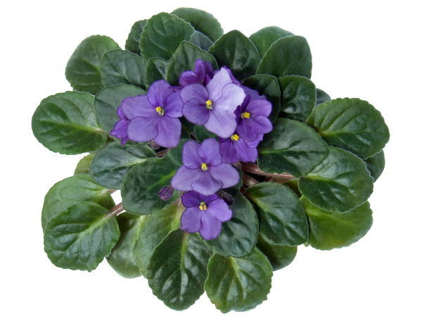 African Violet