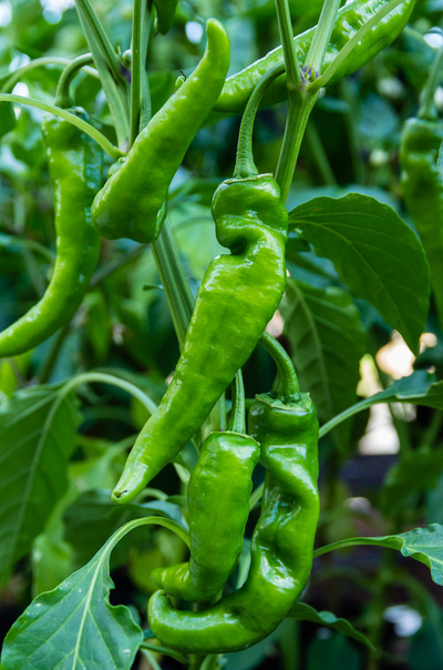 Anaheim Peppers Plant (1)