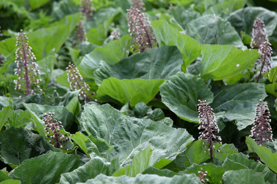 Butterbur Plant