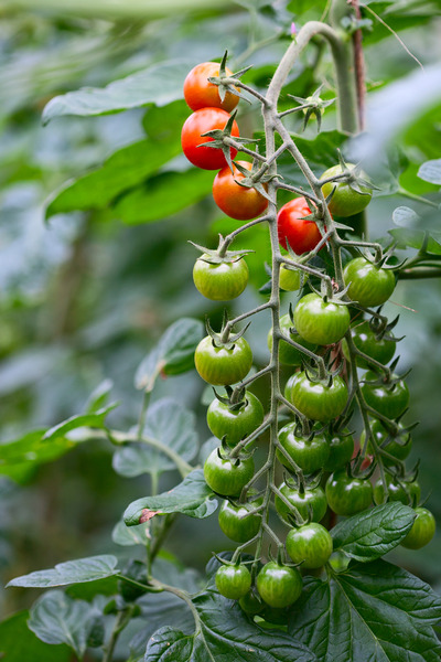 Grape Tomato Plant (1)