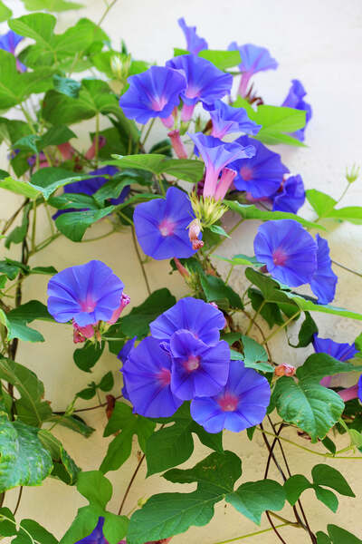Morning Glory in Pots(1)