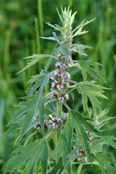 Motherwort Plant
