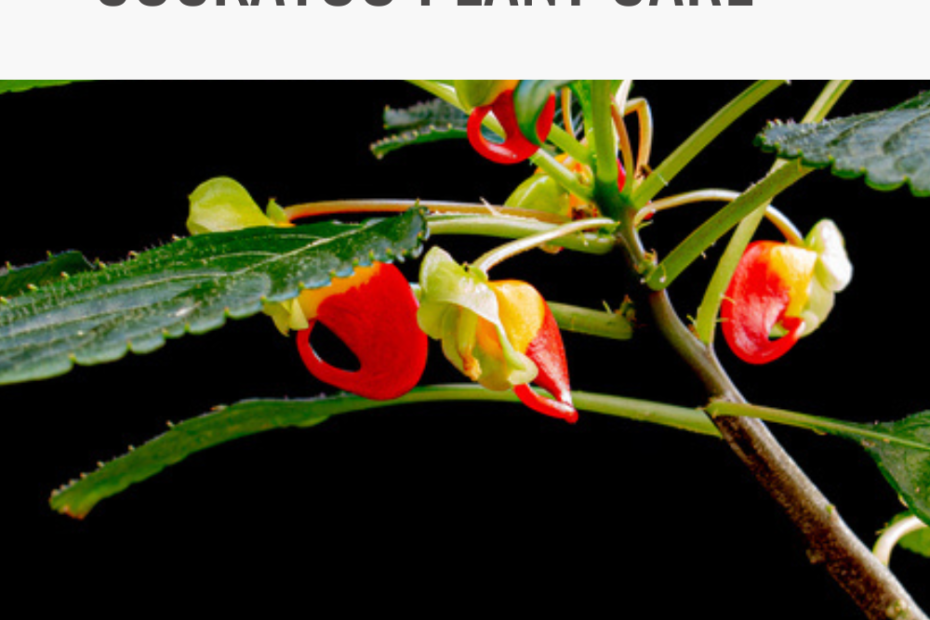 Parrot Plant or Congo Cockatoo Plant Care