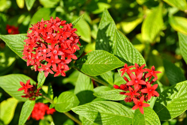 Pentas