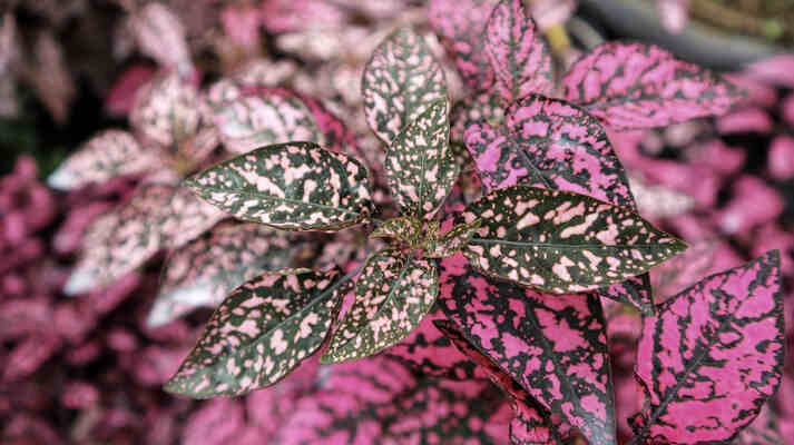 Polka-Dot-Plant-Propagation-1-1