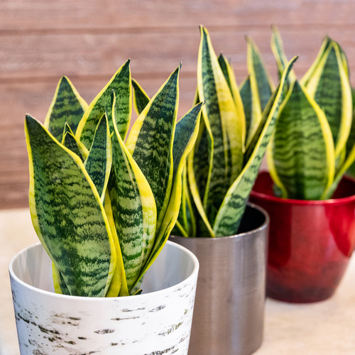 Sansevieria Laurentii Variegated Snake Plant (1)