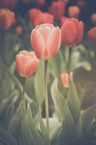 Tulips(1)