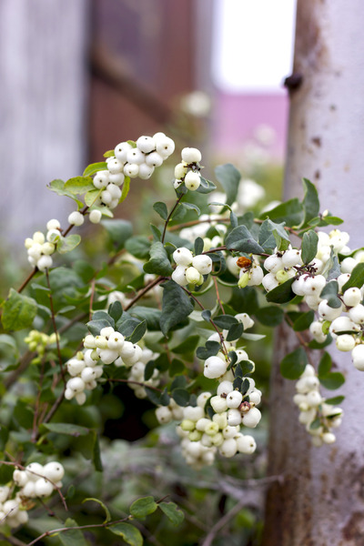 snowberry plants