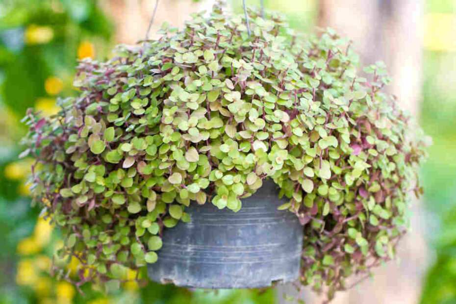 Creeping Inch plant Turtle Vine