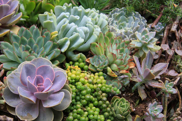 How to Increase Lifespan of Succulents
