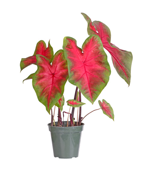 Strap Leaf Caladium